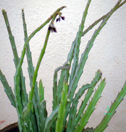 Caralluma Fimbriata